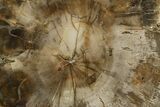 Polished Petrified Wood (Araucaria) Round - Madagascar #376824-1